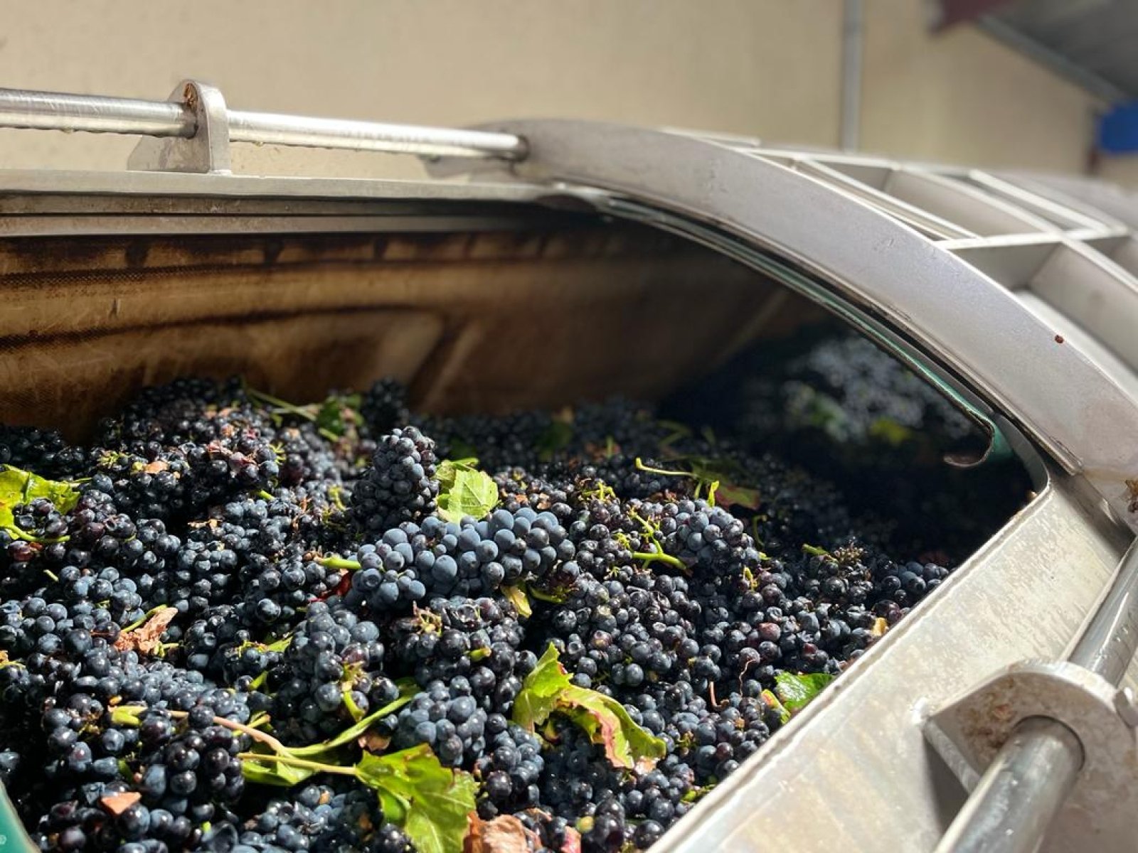 Zoom sur des grains de raisins qui ressortent de notre pressoir artisanal lors de la vendange